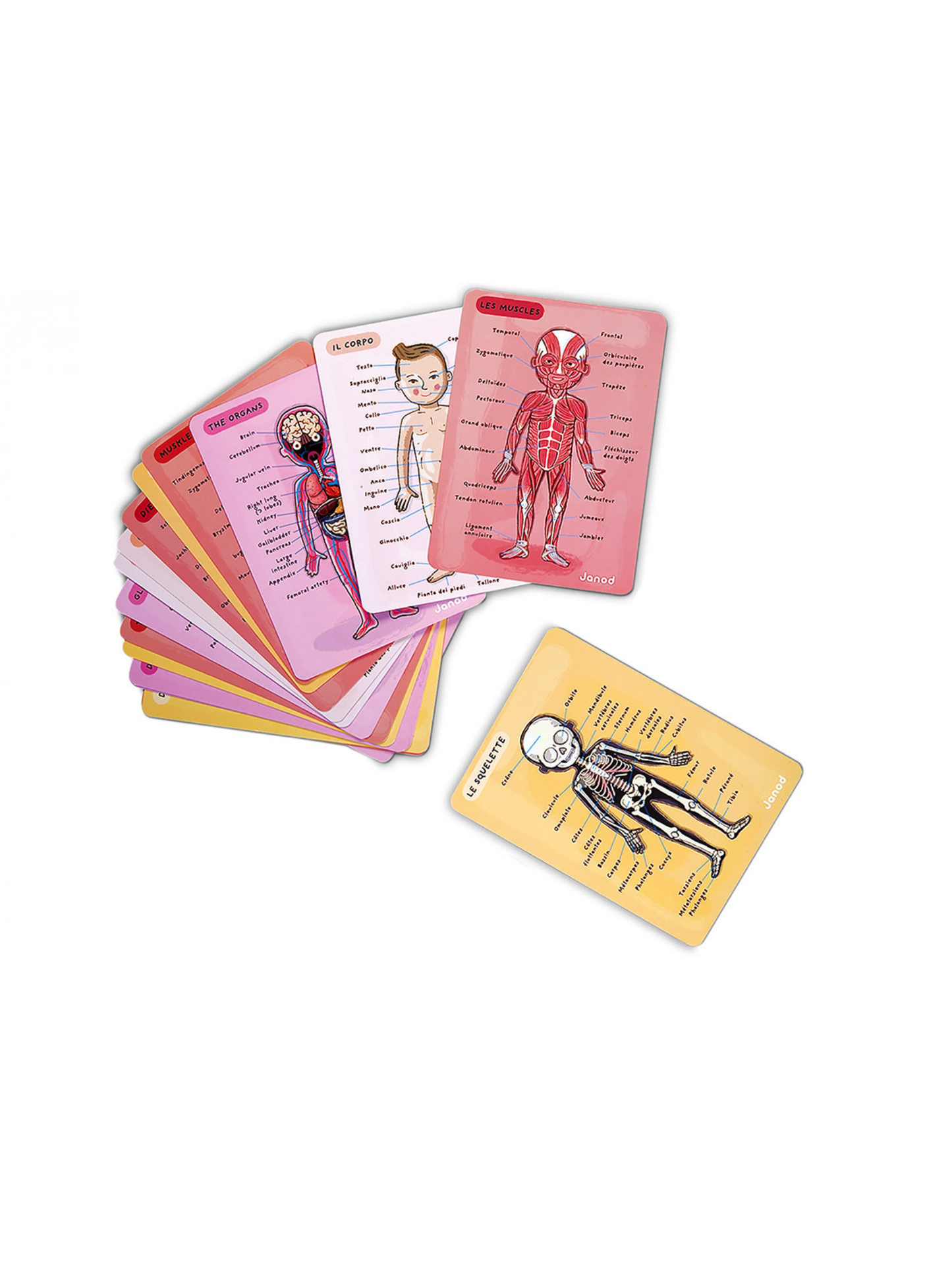 BODYMAGNET EN 12 IDIOMAS