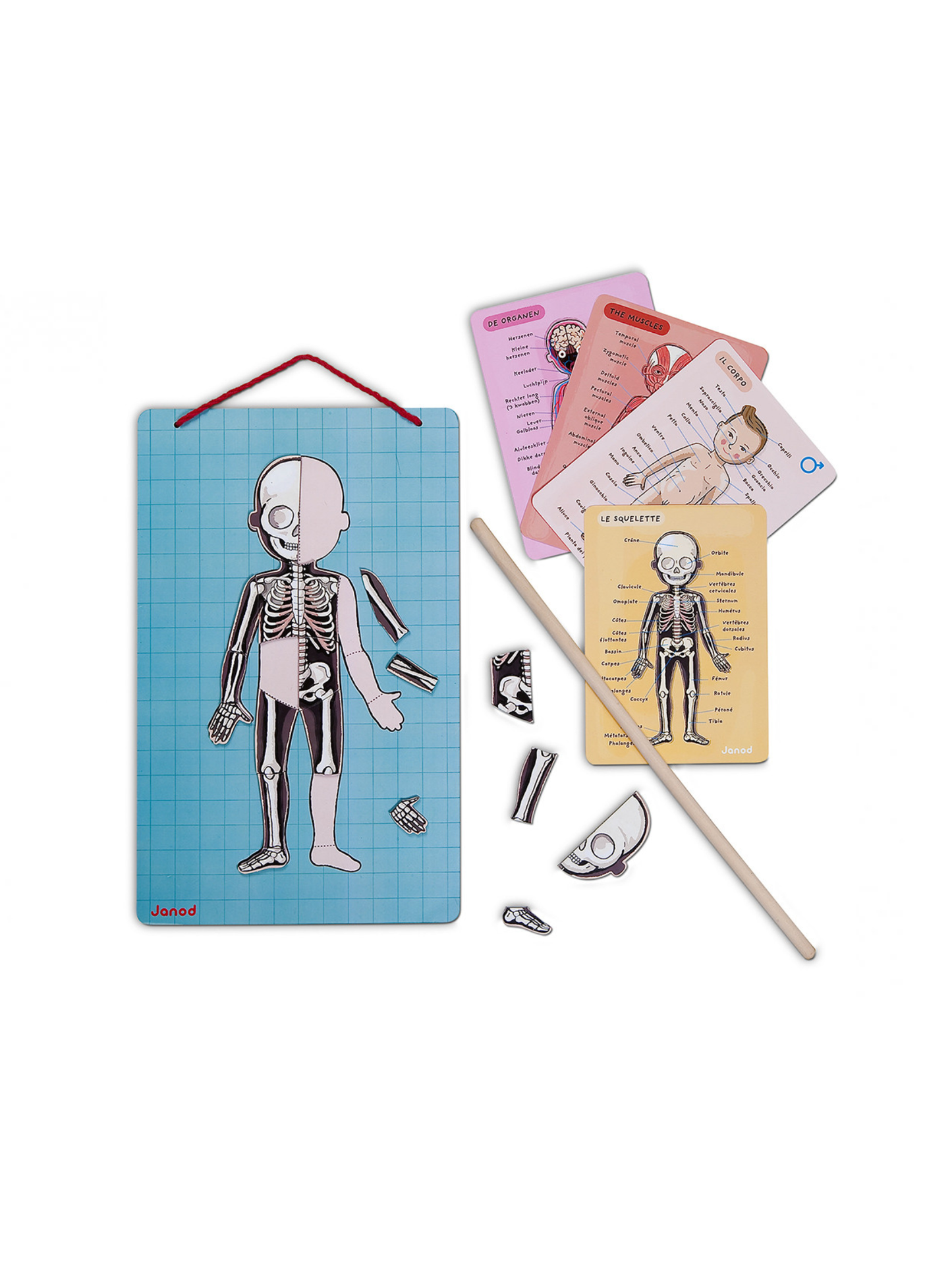 BODYMAGNET EN 12 IDIOMAS